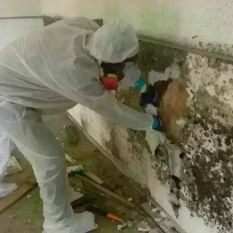 Mold Remediation and Removal in Siler City, NC